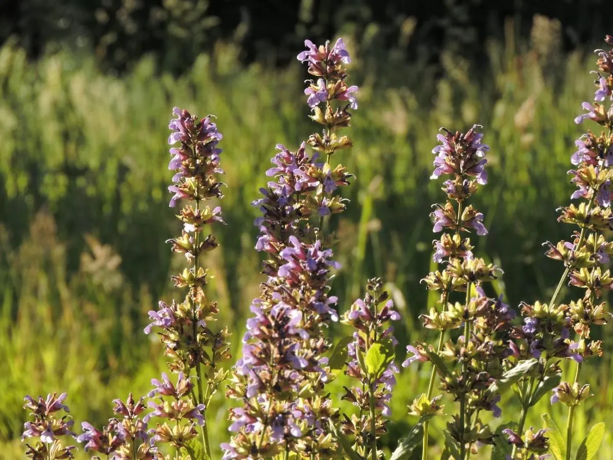 L'Hôtié de Brocéliande Acomodação com café da manhã Paimpont Alojamento de Acomodação e Pequeno-almoço