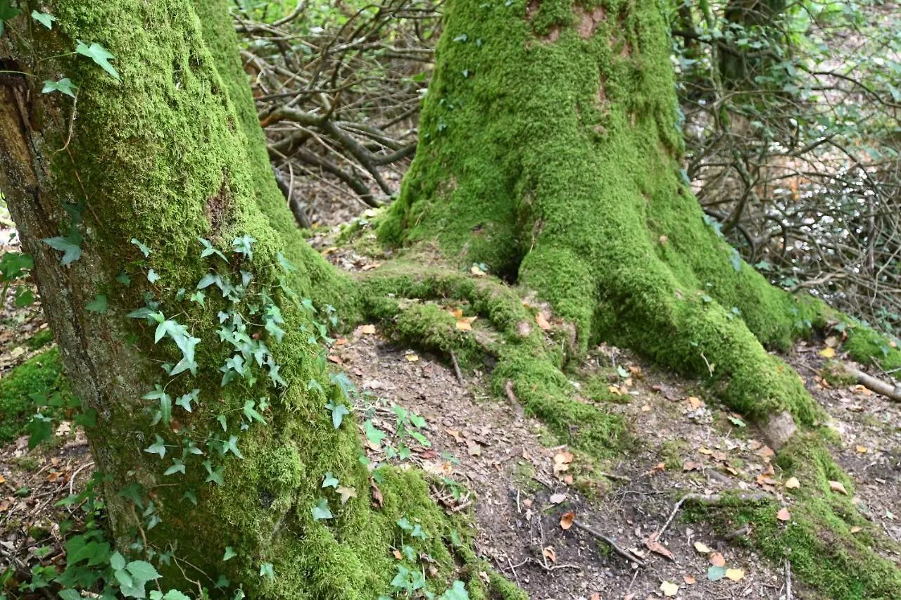 Alojamento de Acomodação e Pequeno-almoço L'Hôtié de Brocéliande Acomodação com café da manhã Paimpont